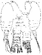 Espce Stygocyclopia philippensis - Planche 1 de figures morphologiques