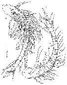 Espce Stygocyclopia philippensis - Planche 2 de figures morphologiques