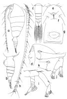 Espce Neorhabdus latus - Planche 1 de figures morphologiques