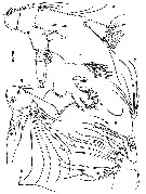 Espce Stygocyclopia philippensis - Planche 3 de figures morphologiques