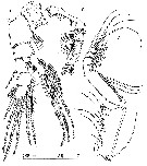 Espce Stygocyclopia philippensis - Planche 4 de figures morphologiques