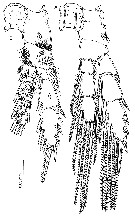 Espce Stygocyclopia philippensis - Planche 6 de figures morphologiques