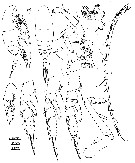 Espce Aetideopsis albatrossae - Planche 1 de figures morphologiques