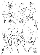 Espce Aetideopsis albatrossae - Planche 2 de figures morphologiques