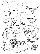 Espce Batheuchaeta peculiaris - Planche 3 de figures morphologiques