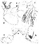 Espce Rhamphochela carinata - Planche 2 de figures morphologiques
