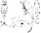 Espce Rhamphochela carinata - Planche 4 de figures morphologiques