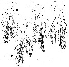 Espce Rhamphochela forcipula - Planche 2 de figures morphologiques