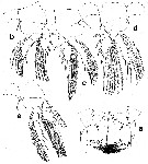 Espce Lubbockia aculeata - Planche 9 de figures morphologiques