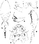 Espce Homeognathia flemingi - Planche 1 de figures morphologiques