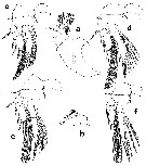 Espce Homeognathia flemingi - Planche 2 de figures morphologiques