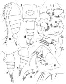 Espce Neorhabdus falciformis - Planche 1 de figures morphologiques