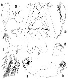 Espce Haplopodia petersoni - Planche 1 de figures morphologiques