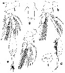 Espce Haplopodia petersoni - Planche 2 de figures morphologiques