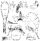 Espce Oncaea frosti - Planche 1 de figures morphologiques