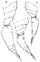 Espce Oncaea frosti - Planche 4 de figures morphologiques