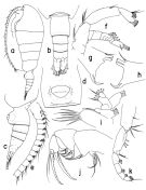 Espce Neorhabdus brevicornis - Planche 1 de figures morphologiques