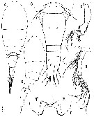 Espce Triconia canadensis - Planche 1 de figures morphologiques
