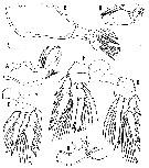 Espce Triconia canadensis - Planche 2 de figures morphologiques