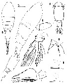 Espce Triconia canadensis - Planche 4 de figures morphologiques