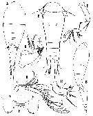 Espce Triconia thoresoni - Planche 1 de figures morphologiques
