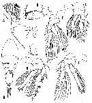 Espce Triconia thoresoni - Planche 2 de figures morphologiques