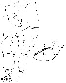 Espce Triconia thoresoni - Planche 4 de figures morphologiques