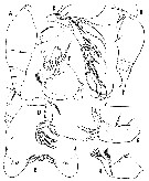 Espce Oncaea insolita - Planche 2 de figures morphologiques