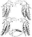Espce Oncaea insolita - Planche 3 de figures morphologiques