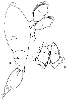 Espce Oncaea insolita - Planche 5 de figures morphologiques