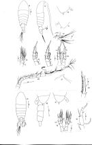 Espce Centropages natalensis - Planche 1 de figures morphologiques