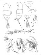 Espce Diaixis centrura - Planche 1 de figures morphologiques