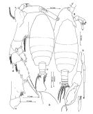 Espce Euchirella bella - Planche 1 de figures morphologiques