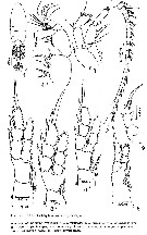 Espce Pseudodiaptomus japonicus - Planche 18 de figures morphologiques