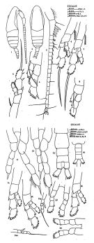 Espce Mecynocera clausi - Planche 1 de figures morphologiques
