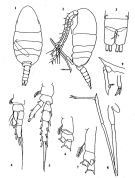 Species Mesaiokeras marocanus - Plate 1 of morphological figures