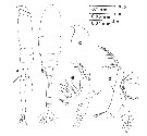 Espce Oithona fragilis - Planche 1 de figures morphologiques