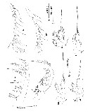 Espce Oithona fragilis - Planche 2 de figures morphologiques
