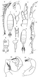 Species Pontella kieferi - Plate 1 of morphological figures