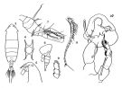 Espce Pontella chierchiae - Planche 2 de figures morphologiques