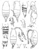 Espce Yrocalanus admirabilis - Planche 1 de figures morphologiques