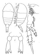 Espce Tharybis asymmetrica - Planche 1 de figures morphologiques