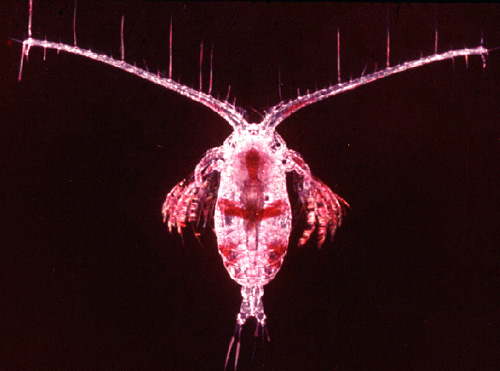 Photo/Image under Copyright