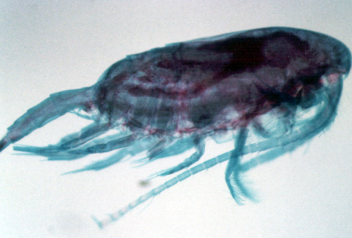 Photo/Image under Copyright