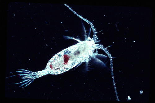 Photo/Image under Copyright