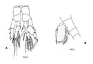 Fig. G12 : Structure de la 5 me paire de pattes thoraciques