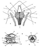 Fig. G15 : Structure de l'oeil nauplien chez Eucalanus elongatus ( Calanode )