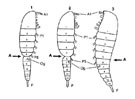 Fig. G6 : Segmentation visible la plus proche de l'tat primitif dans les trois principaux rameaux des Coppodes