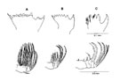 Fig. G7 : mandibule (pars molaris) et Maxille (Mx2) chez trois Calanodes planctoniques marins