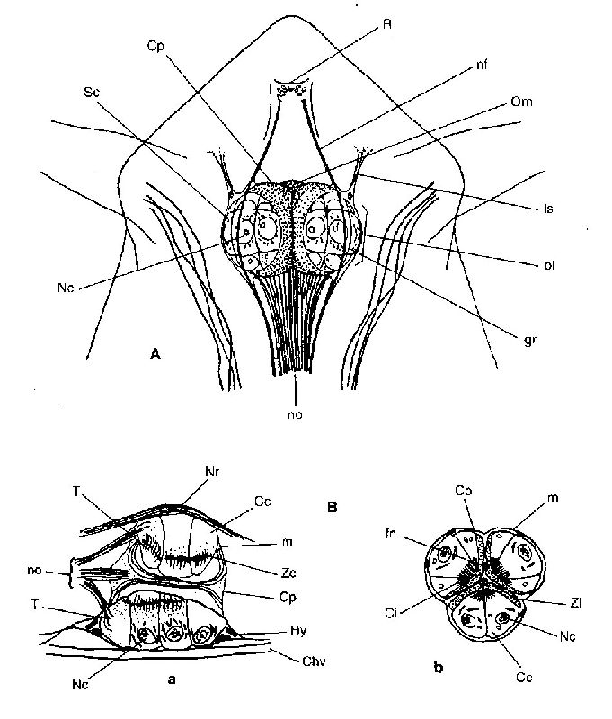 Fig. G15 : Structure de l'oeil nauplien chez Eucalanus elongatus ( Calanode )